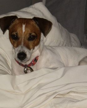 The Family dog