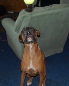 our two dogs, penny(lab) and ali(boxer)