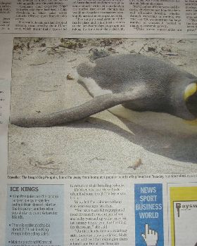King Penguin far from home