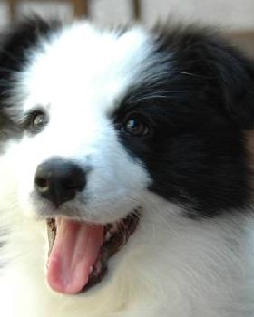 Family dog Roxy at 9 weeks of age