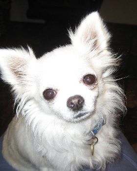 My dog Trevor! He sings too :)