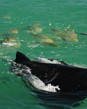 fish following a manta