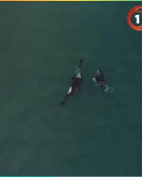 orcas swimming with lady