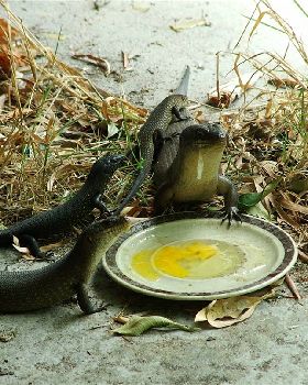 Reptillian Shapeshifters