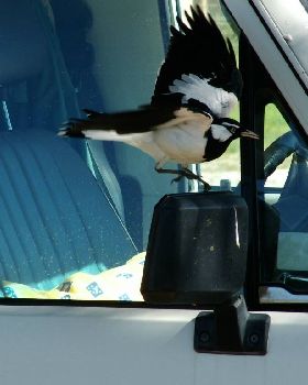 The birds love it