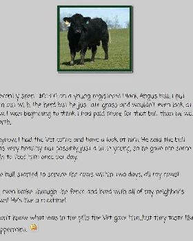 bull medicine
