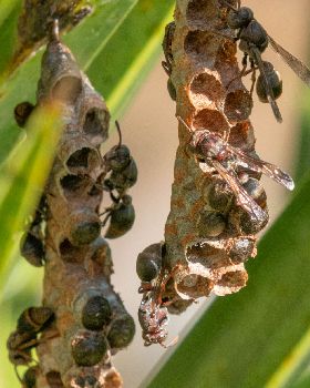Bees-2 DSC3851