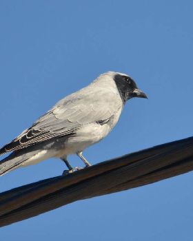 cuckoo shrike