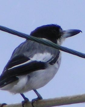 butcher bird