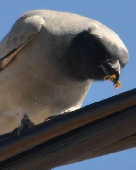 shrike's dinner