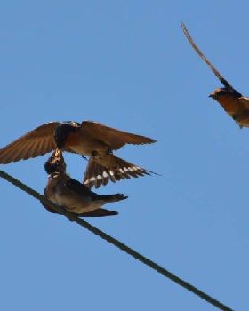 feeding swallows