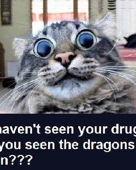 dragons in the kitchen