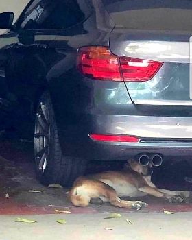 dog with binos
