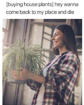 houseplants