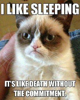 Funny-cats-quotes-.1