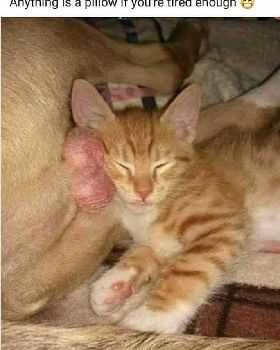 FB IMG 1562596347746