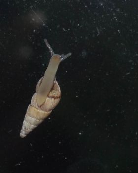Snail in space