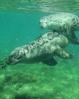 Greenhead Seals