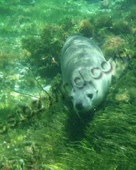 Greenhead Seals