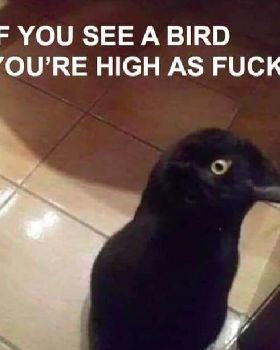 Black Cat