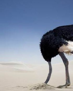 ostrich