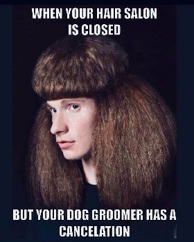 dog groom