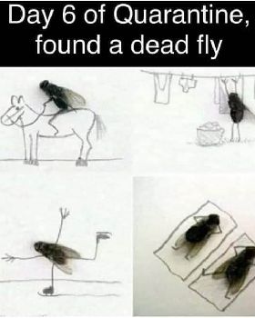 dead fly