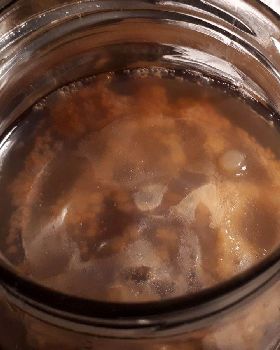 Kombucha 2