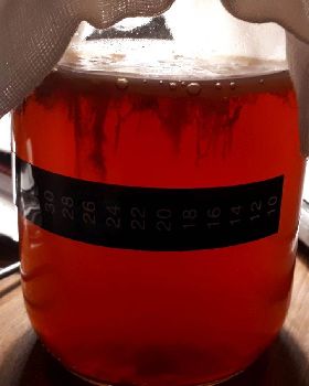Kombucha 1