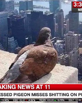 pigeon