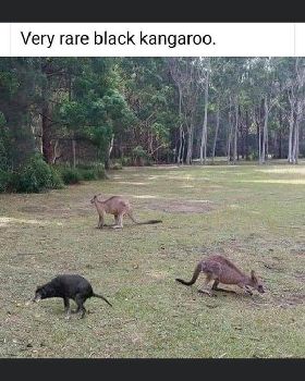 kangaroo