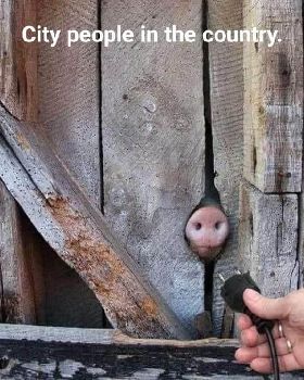 piggy