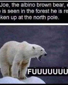 joe bear