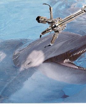 killer dolphin
