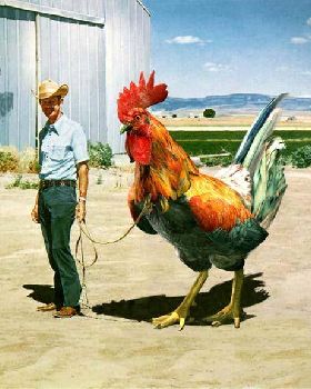 Big Cock