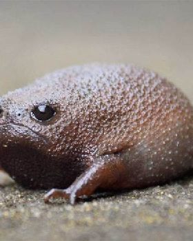 angry avocado frog