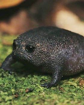 angry avocado frog