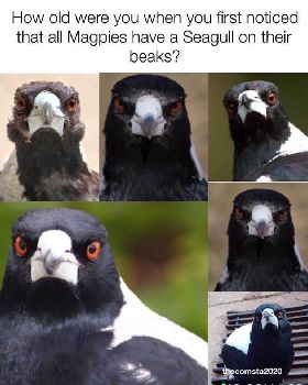 1a magpie