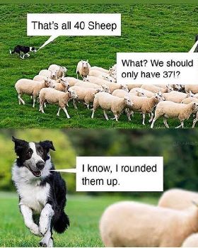 Sheep