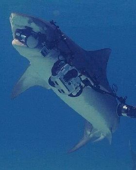 shark and camera