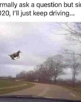 1a Cow