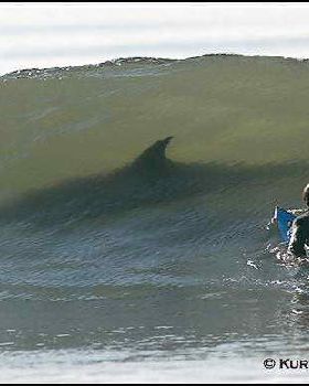 Lets Go Surfin!