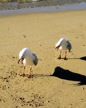 Segulls having an argument?