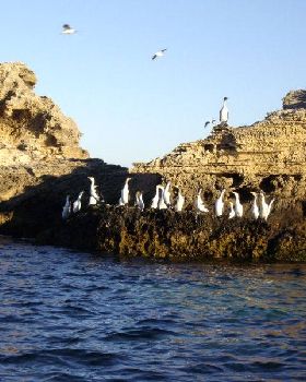 Shags On Shag Rock