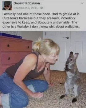 1a wallaby