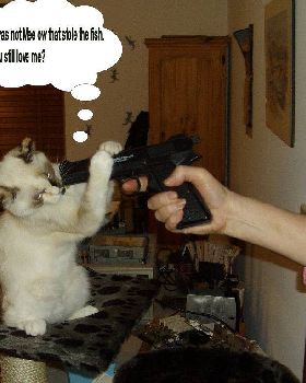 Bad Kitty