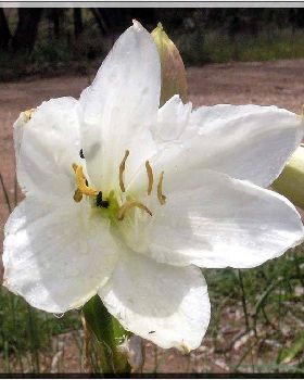 Flowers Ive met