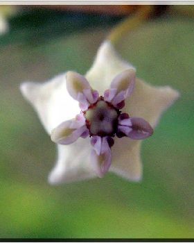 Flowers Ive met