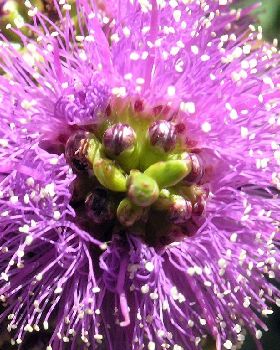 Flowers Ive met