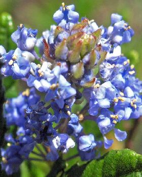 Flowers Ive met